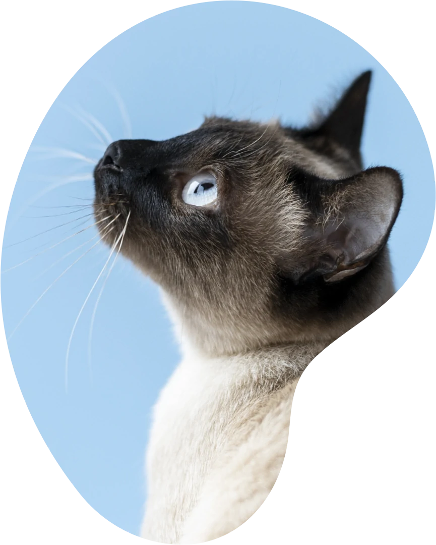 Foto de gatinho fofinho olhando para cima