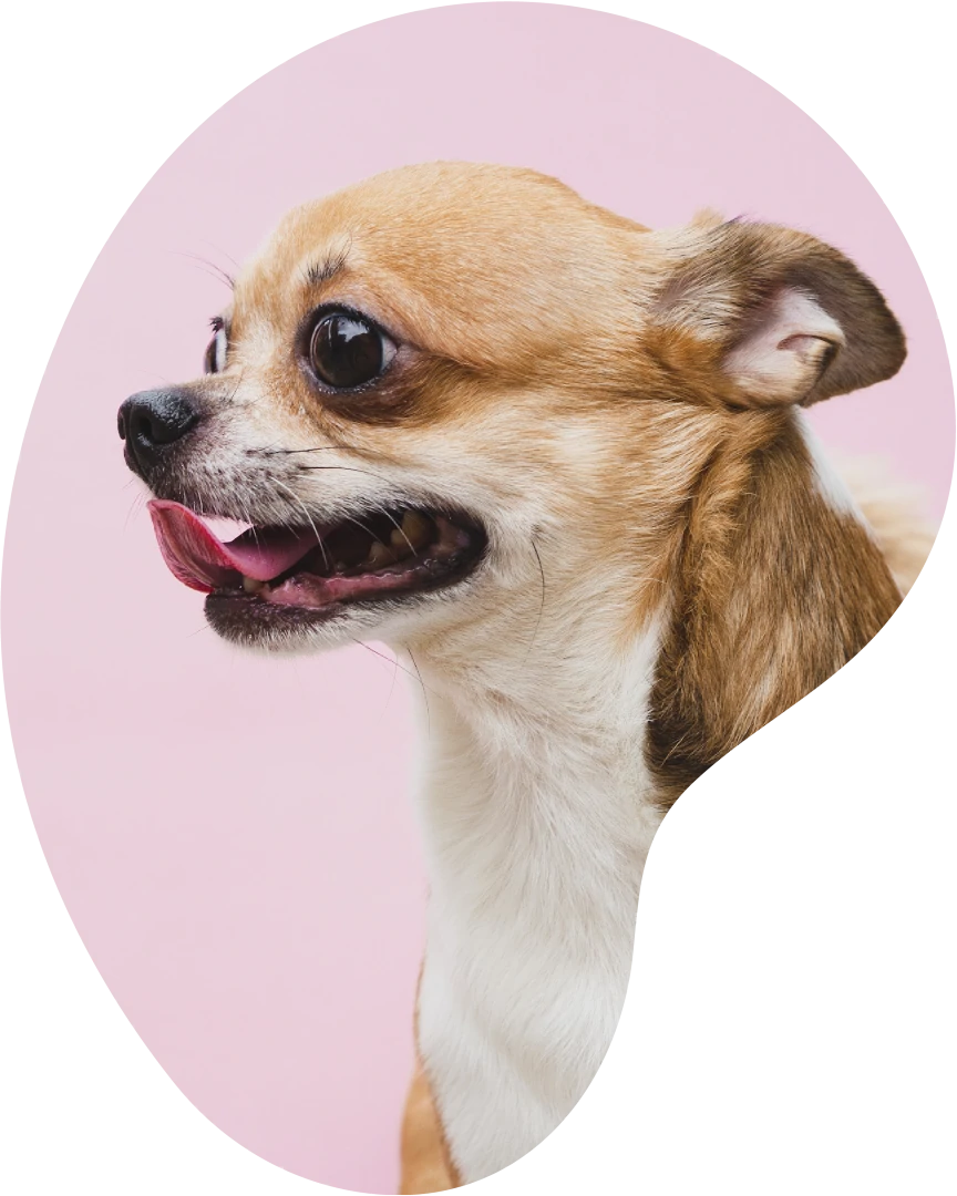 Foto de um doguinho fofinho com a lingua de fora